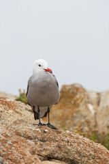 Seagull standing on a rock