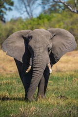 Obraz premium Elephants with baby in Moremi game reserve Africa, Elephants taking a bath in a water poolwith mud, eating green grass. African Elephants in landscape, green Africa, Botswana