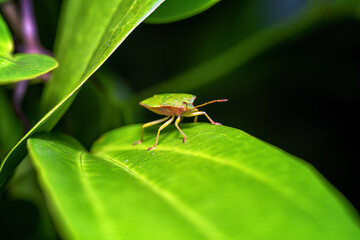 stink bug sitting on a leaf 
