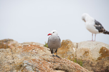 Seagulls standing on rocks