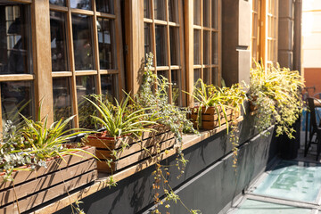 A sunny window with wooden pots filled with various plants in a urban setting during the afternoon