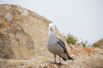 Seagull standing on a rock