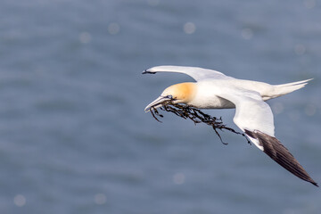 Gannet (Morus bassanus)