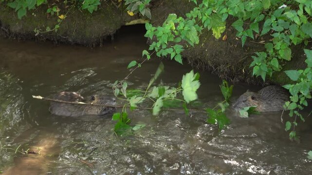 zwei Nutria (Myocastor coypus) in einem Bach fressen an einem Ahorn-Zweig