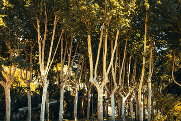 Fototapety na wymiar - Fototapeta24.pl