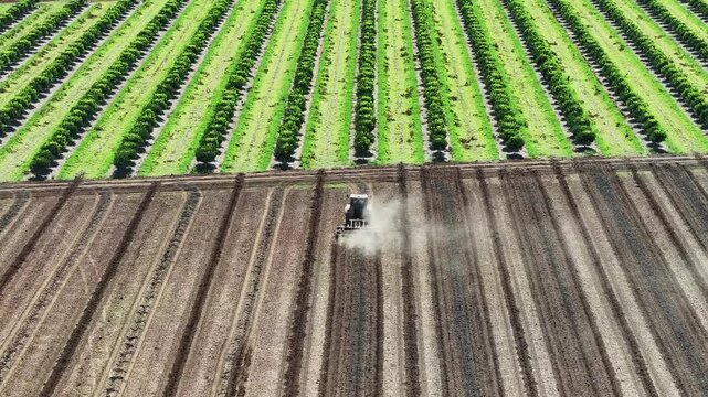 tractor ploughing dirt field for macadamia tree orchard, aerial drone view, rows of green trees, farm farming agriculture agricultural work, Queensland Australia