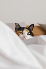 Calico domestic cat on bed hiding behind white sheets showing iris pupils closed