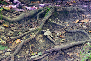Exposed tree roots due to ground erosion