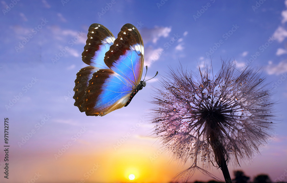 Aufkleber morpho butterfly and dandelion. seeds of a dandelion flower in drops of water on a background of sun