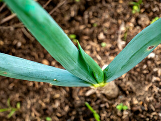 Closeup of long onion leaves
