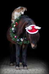 Black shot portrait of a border collie dog sitting on an festive christmas themed decorated...