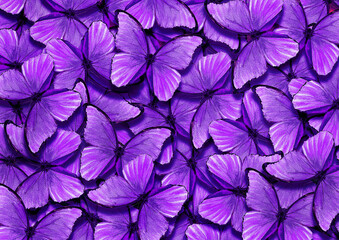 bright purple morpho butterflies texture background. colorful tropical butterflies
