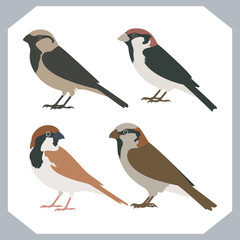 Set of Sparrow bird silhouette collection, Sparrow flying design, bird black silhouettes of different kinds sparrow vector flat isolated