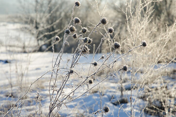 Dry grass in the frost in winter at dawn, natural background.