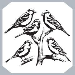Set of Sparrow bird silhouette collection, Sparrow flying design, bird black silhouettes of different kinds sparrow vector flat isolated