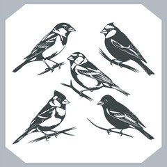 Set of Sparrow bird silhouette collection, Sparrow flying design, bird black silhouettes of different kinds sparrow vector flat isolated