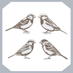 Set of Sparrow bird silhouette collection, Sparrow flying design, bird black silhouettes of different kinds sparrow vector flat isolated