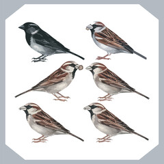 Set of Sparrow bird silhouette collection, Sparrow flying design, bird black silhouettes of different kinds sparrow vector flat isolated