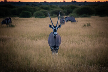 Gemsbok looking at the camera