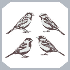 Set of Sparrow bird silhouette collection, Sparrow flying design, bird black silhouettes of different kinds sparrow vector flat isolated