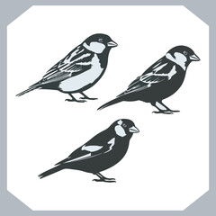 Set of Sparrow bird silhouette collection, Sparrow flying design, bird black silhouettes of different kinds sparrow vector flat isolated