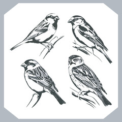 Set of Sparrow bird silhouette collection, Sparrow flying design, bird black silhouettes of different kinds sparrow vector flat isolated