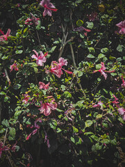 pink flowers in the garden