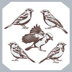 Set of Sparrow bird silhouette collection, Sparrow flying design, bird black silhouettes of different kinds sparrow vector flat isolated