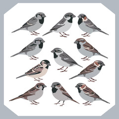 Set of Sparrow bird silhouette collection, Sparrow flying design, bird black silhouettes of different kinds sparrow vector flat isolated