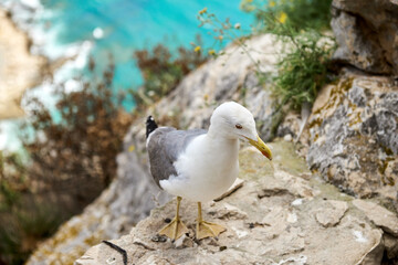 Majestic Seagull Perched on Cliff Edge Overlooking Breathtaking Coastal Panorama Sunny Day Nature...