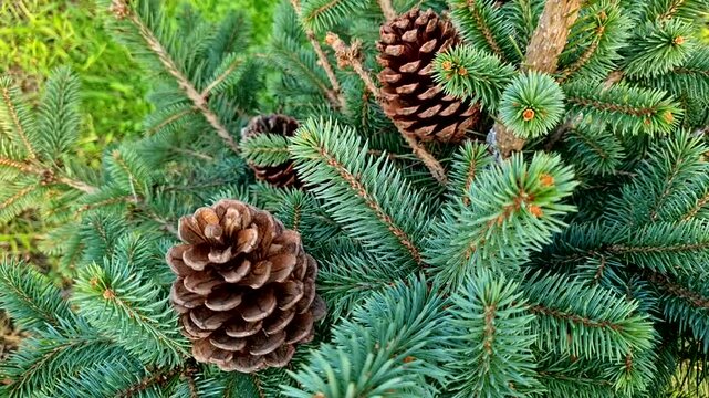 Christmas tree with large cones growing in the forest, slow approach