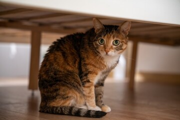 Cat under the bed