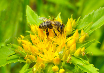 A bee collects nectar and pollen from the inflorescence of Rhodiola rosea.
Rhodiola rosea in the form of tea is used to relieve fatigue, overwork, to increase performance and endurance. Pollen plant a
