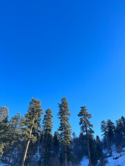 snow covered trees