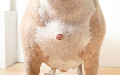 Senior Pitbull with abscess or lump on chest. Close up of large dog with bump, benign tumor or skin tag. Skin conditions in old dogs. 13 years old female American Pitbull terrier. Selective focus.