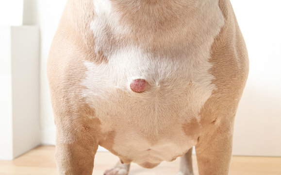 Senior Pitbull with abscess or lump on chest. Close up of large dog with bump, benign tumor or skin tag. Skin conditions in old dogs. 13 years old female American Pitbull terrier. Selective focus.
