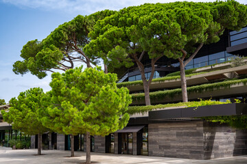 Mighty pine trees (Pinus pinea), also called Italian stone pine, Mediterranean or umbrella pine, in...