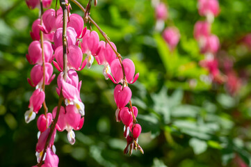 Dicentra spectabilis bleeding heart flowers in hearts shapes in bloom, beautiful Lamprocapnos pink...