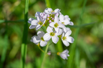 Obraz premium Cardamine pratensis cucko flower in bloom, group of petal flowering mayflowers on the meadow