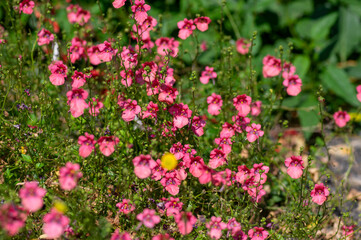 Diascia fetcaniensis pink purple flowering twinspur plant, group of small flowers in bloom, green leaves