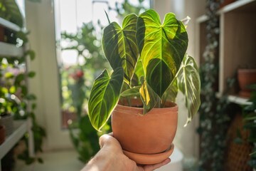 Hand Philodendron Splendid plant with hear sheped green velvet leaves in flower pot at home, closeup. Hobbies, indoor gardening concept. 