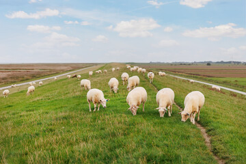 Obraz premium Many grazing sheep in herd scene on dyke lush green field pasture meadow grassland at North Sea coast East Frisia Lower Saxony Germany. Scenic german livestock rural countryside landscape view