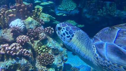turtle swimming in aquarium,  Houston, Texas, USA
