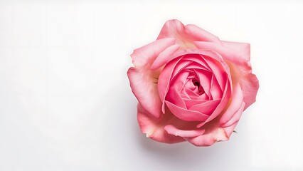 Fototapeta premium Pink rose flowers isolated on white background with copy space