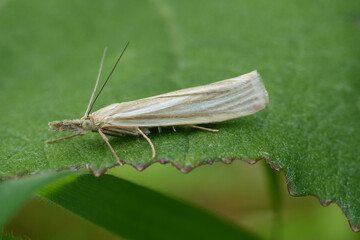 Closeup on a small grassmoth, Satin Grass-veneer, Crambus perlella