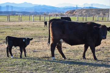 Cows and Calves
