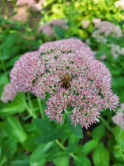 Bee on purple and white flowers