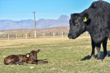 Cows and Calves