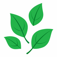 A simple yet elegant illustration of four green leaves, perfect for adding a touch of nature to your designs. This vector image is ideal for eco-friendly projects, botanical themes.