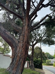 trees along a sidewalk in a suburban American residential neighborhood - Los Angeles, California, USA